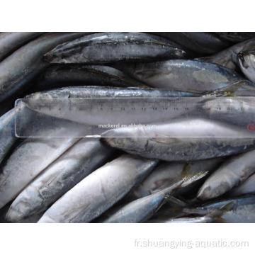 Prix ​​à bas prix Frozen Horse Mackerel pour la vente en gros